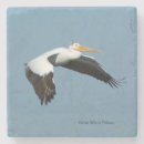 Search for great white coasters Animal