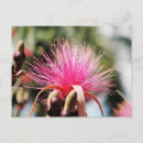 Search for yucatan postcards Travel