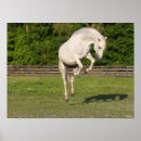 Search for horse breeds posters Stallion