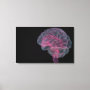 Search for parts of the brain posters Side