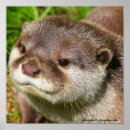 Search for cute otter art Playful