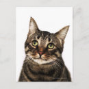 Search for with white background postcards Cat