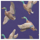 Search for mallard Country
