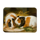 Search for gerbil home living Hamster