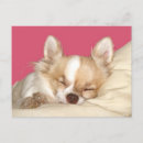 Search for dog napping postcards Animal