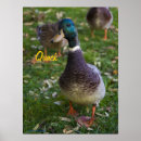 Search for cute duck posters Bird