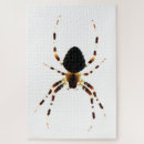 Search for orb photography Arachnid