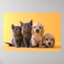 Search for russian blue cat art Pets