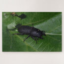 Search for beetle puzzles Bug