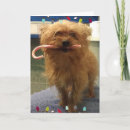 Search for yorkie cards Pet