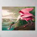 Search for roseate spoonbill posters Ibis