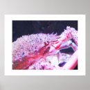 Search for spiders posters Animals