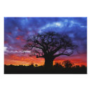Search for africa silhouette posters Sunset