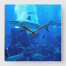Search for shark clocks Underwater