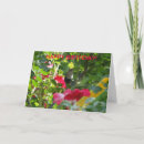 Search for wren cards Photography