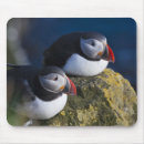 Search for arctica Puffin