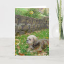 Search for fostering cards Pets