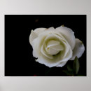 Search for copy art White
