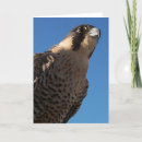 Search for peregrine cards Raptor