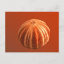 Search for sea urchin postcards Sand