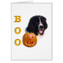 Search for landseer newfoundland Newfie