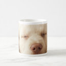 Search for labrador retriever mugs Puppy