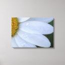 Search for white daisy canvas prints Flower