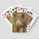 Search for wild boar Wildlife
