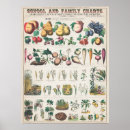 Search for botanical study art Vintage
