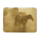 Search for corral Outdoors