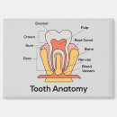 Search for anatomy magnets Health