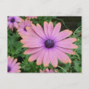 Search for pink daisy postcards Garden