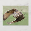 Search for eagle in flight postcards Animal