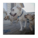 Search for labrador tiles Puppy