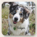 Search for herding kitchen dining Aussie