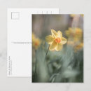 Search for yellow blossoms postcards Daffodil