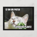 Search for sassy postcards Cat