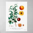Search for vintage apricot posters Illustration