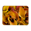Search for callas magnets Yellow