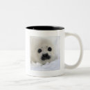 Search for baby seal mugs Relaxation