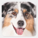 Search for australian shepherds stickers Puppy