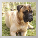 Search for mastiff posters Dog