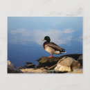 Search for waters postcards Duck