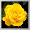 Search for beautiful roses posters Yellow