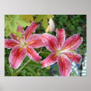 Search for stargazer lily posters Floral