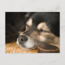 Search for dog sleeping postcards Indoors