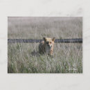 Search for red foxes postcards Travel