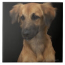 Search for dog tiles Animals