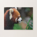 Search for cute red panda puzzles Bear