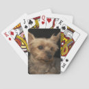 Search for yorkie photography Animal